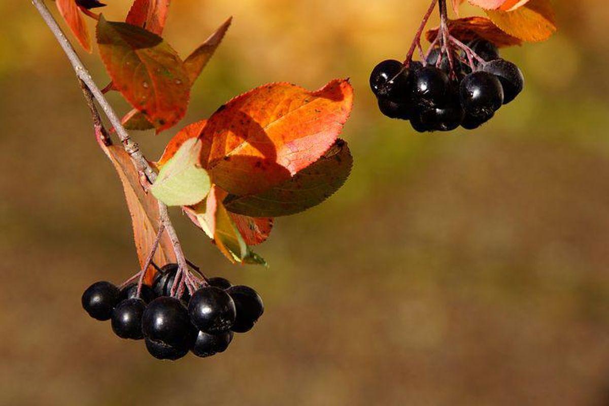 How To Grow Aronia Berries