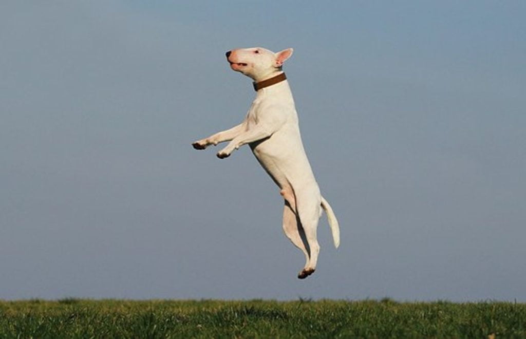 How Effective Dog Training