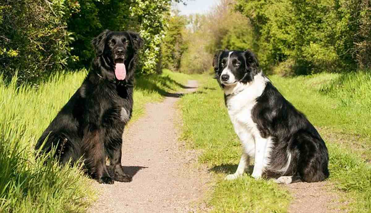 How Do We Detect Arthritis In Our Dog