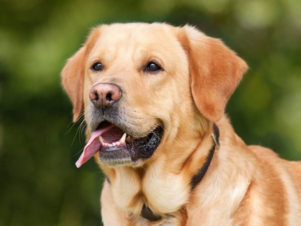 dog names generator