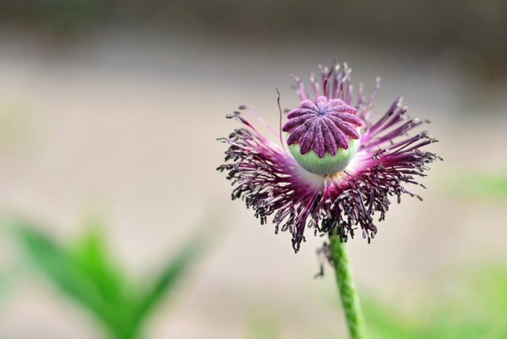 Poppy pods