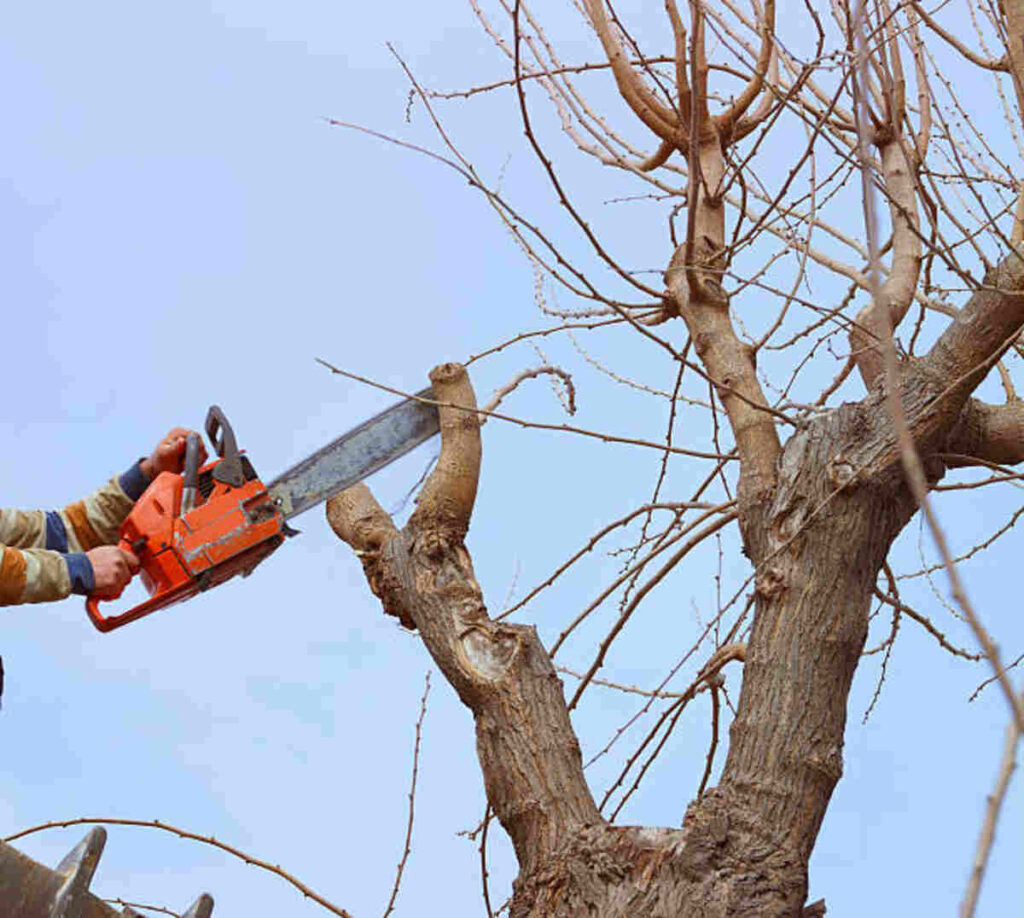 cupertino tree service