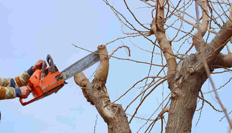 cupertino tree service
