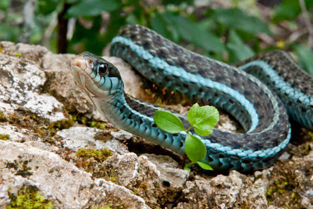 Eastern Indigo Snake Habitat a
