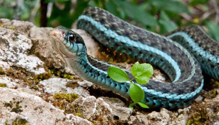 Eastern Indigo Snake Habitat a